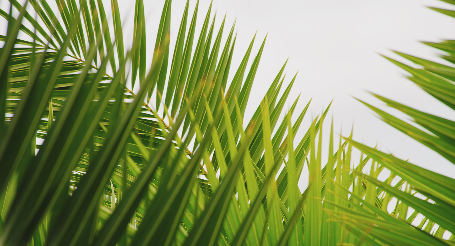 Rubi Platinum Hotels & Resorts